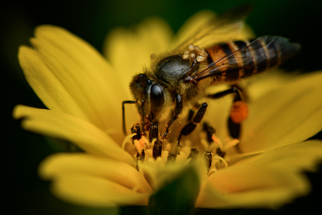Pollinator count